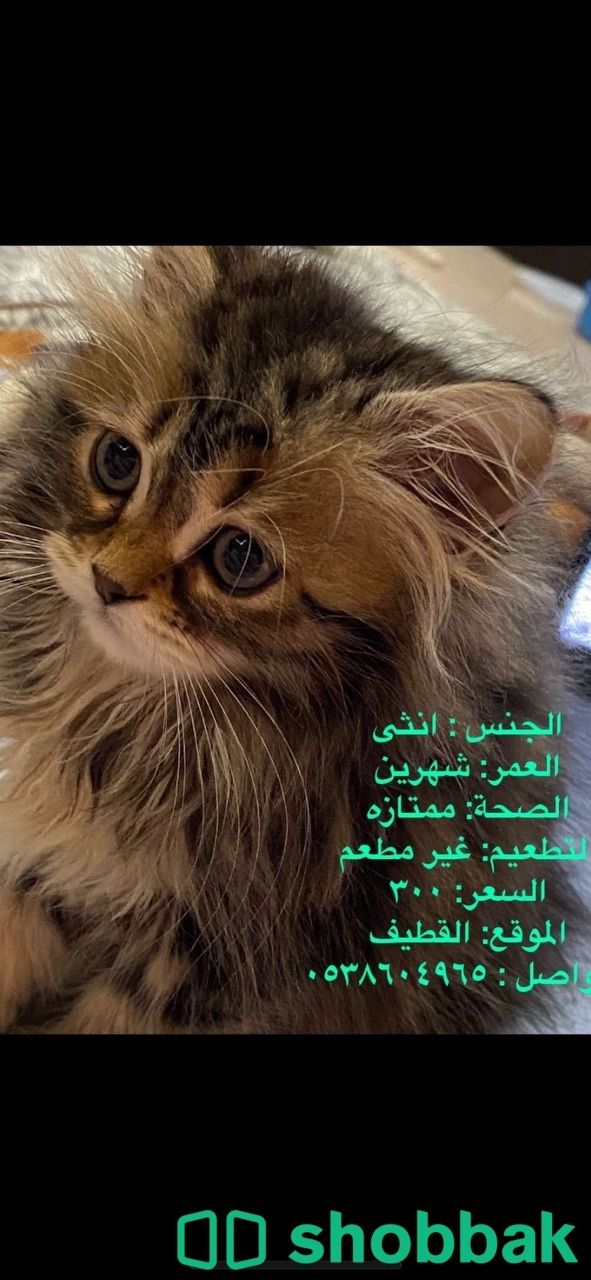 قطط للبيع Shobbak Saudi Arabia