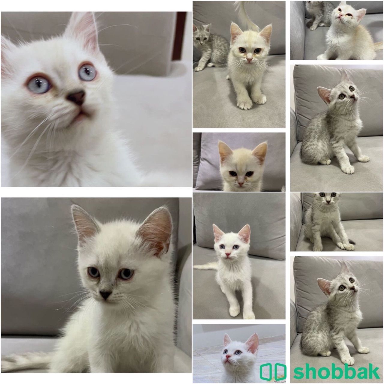 قطط للبيع الام شيرازي والاب سكوتش فولد القطط جداً لعوبة  Shobbak Saudi Arabia