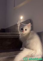 قطط للبيع العمر 3شهور   Shobbak Saudi Arabia