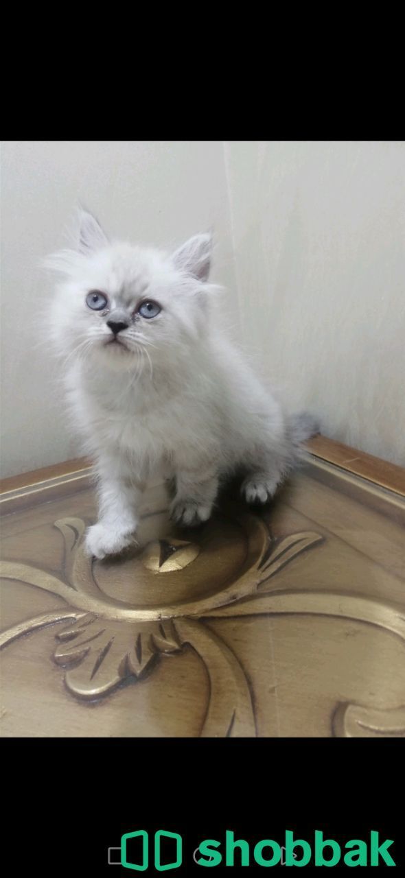 قطط للبيع راغدول وهملايا بلو  Shobbak Saudi Arabia