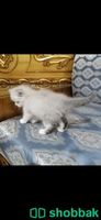 قطط للبيع راغدول وهملايا بلو  Shobbak Saudi Arabia