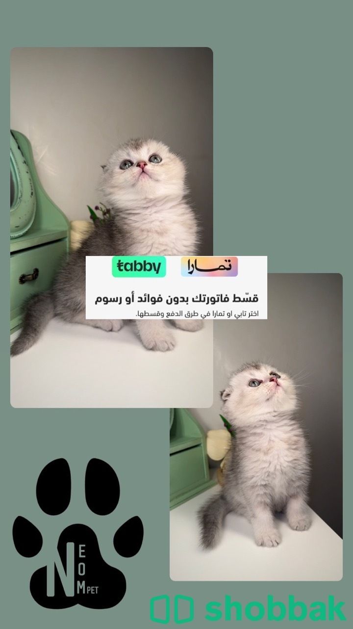 قطط للبيع سكوتش فولد كيتن قطط للبيع في الرياض قطط للبيع في السعودية تابي تمارا شباك السعودية