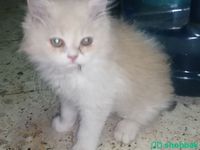 قطط للبيع شيرازي شباك السعودية
