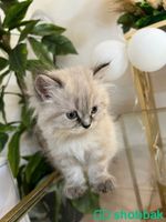 قطط للبيع شيرازي كيتن مون فيس الطائف  Shobbak Saudi Arabia