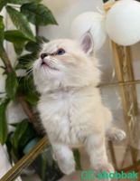 قطط للبيع شيرازي كيتن مون فيس الطائف  Shobbak Saudi Arabia