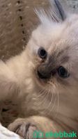 قطط للبيع نوع همالايا Shobbak Saudi Arabia