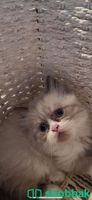 قطط للبيع نوع همالايا Shobbak Saudi Arabia