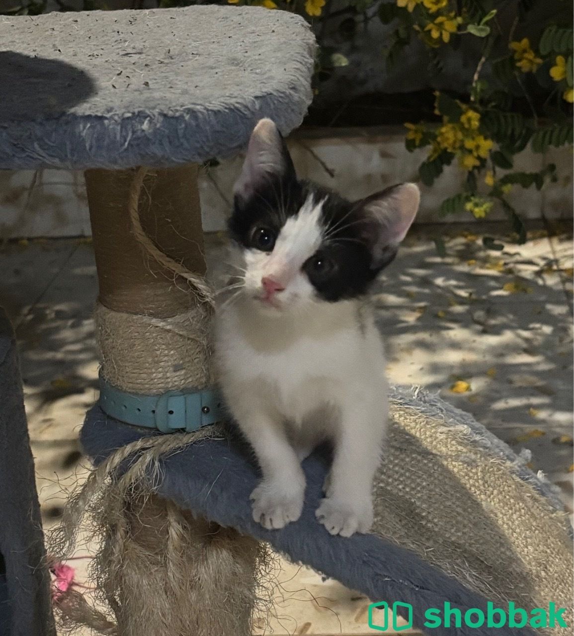 قطط للتبني Shobbak Saudi Arabia