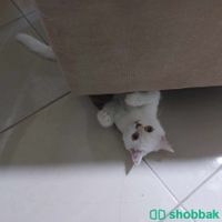 قطط للتبني Shobbak Saudi Arabia