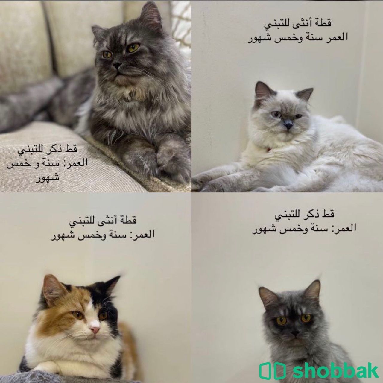 قطط للتبني شباك البحرين