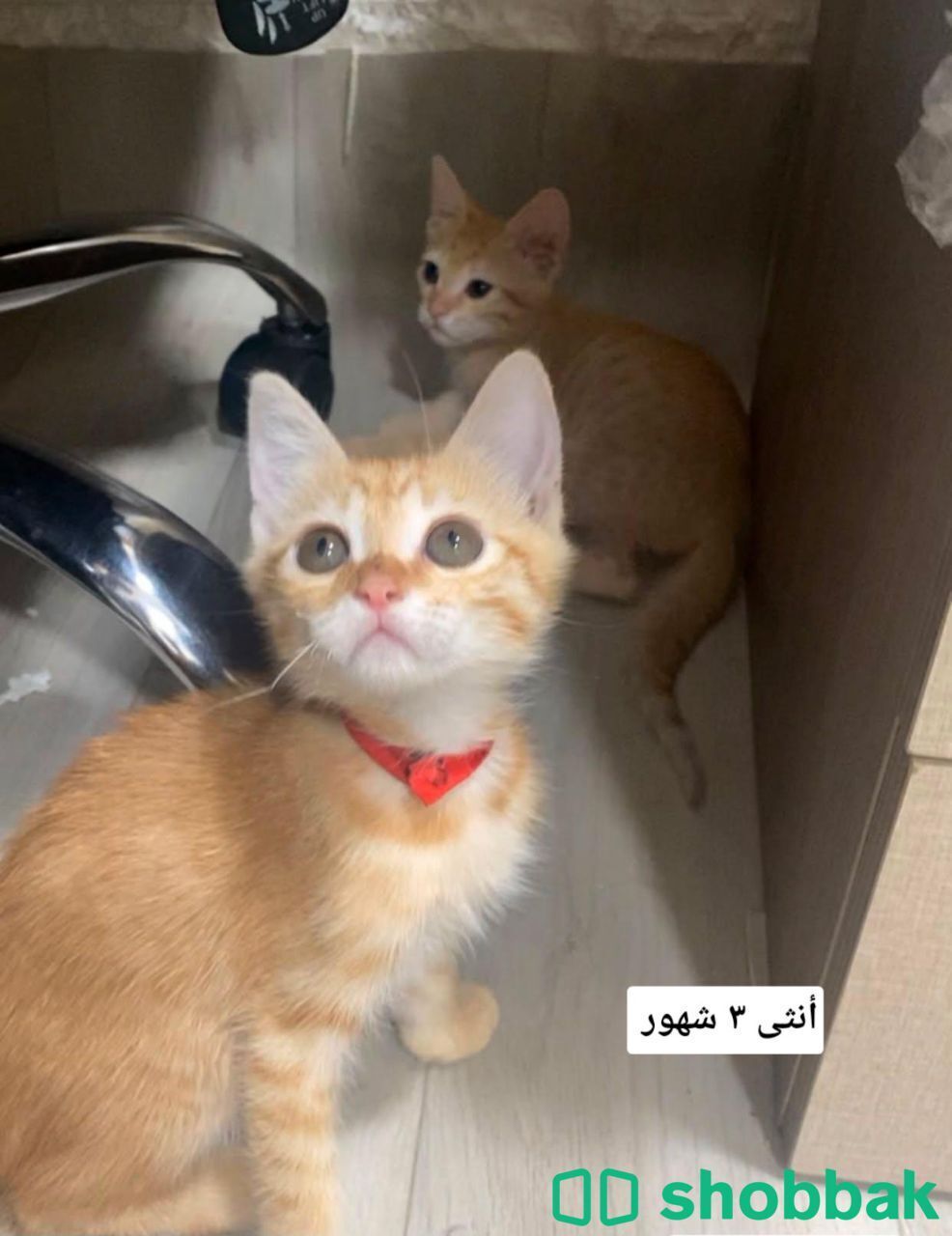 قطط للتبني بالرياض  شباك السعودية