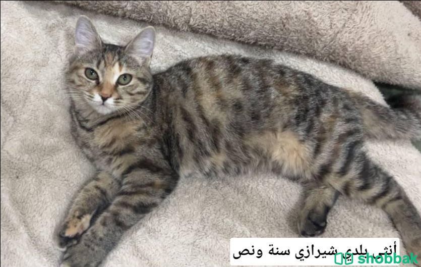 قطط للتبني بالرياض  شباك السعودية