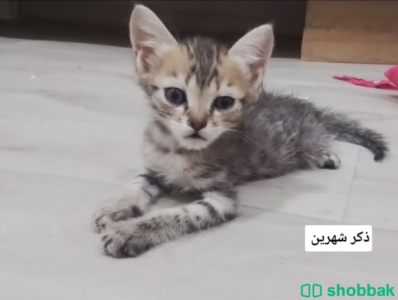قطط للتبني بالرياض  شباك السعودية
