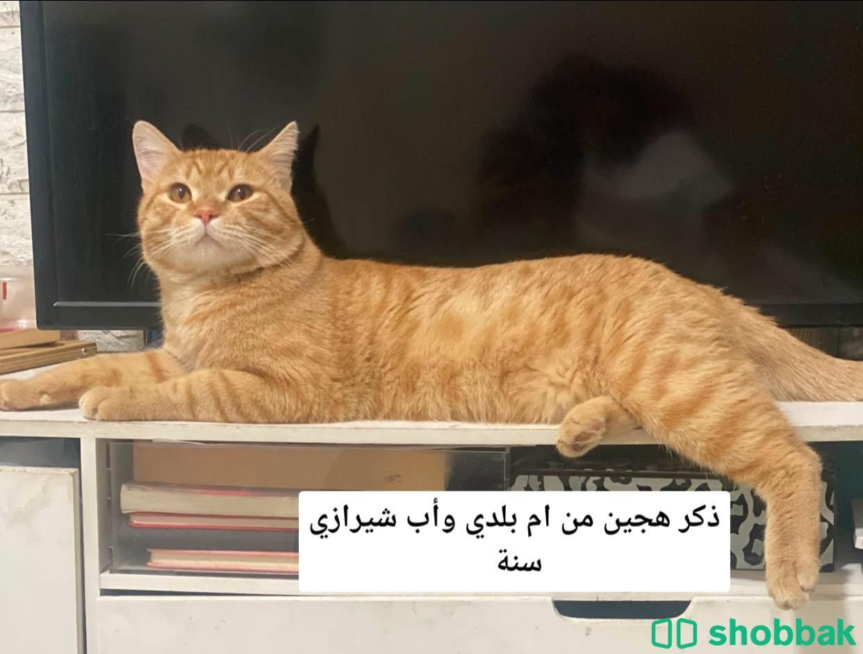 قطط للتبني بالرياض  شباك السعودية