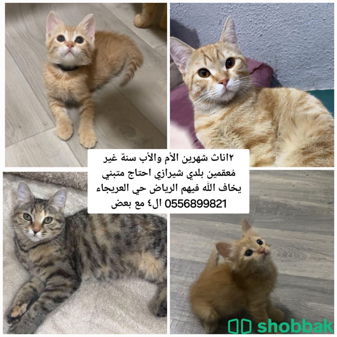 قطط للتبني بالرياض  Shobbak Saudi Arabia