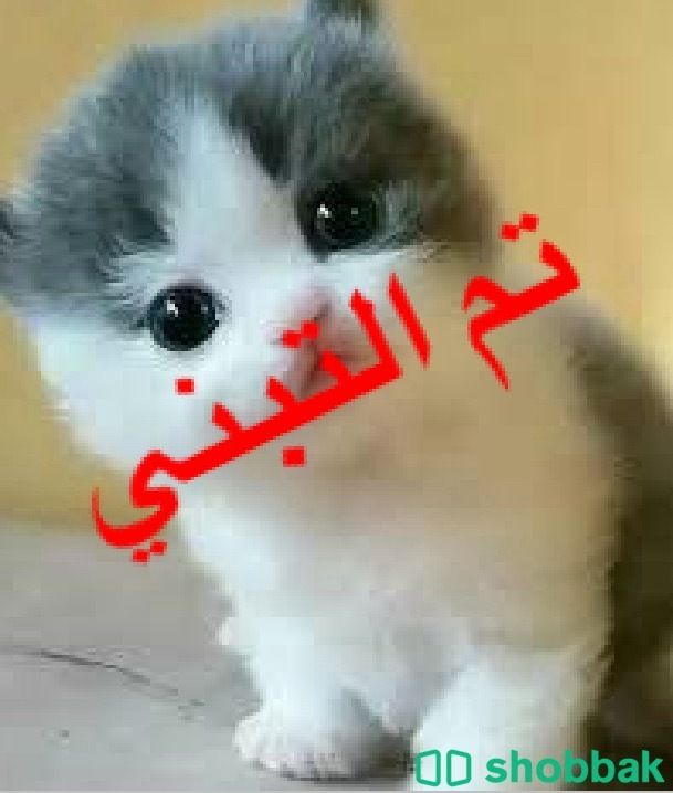 قطه أم مع اطفالها الثمانيه Shobbak Saudi Arabia
