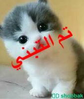 قطه أم مع اطفالها الثمانيه Shobbak Saudi Arabia