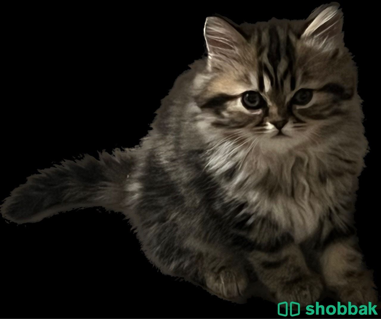 قطه انثى صغيره للبييع 💕💕💕 Shobbak Saudi Arabia