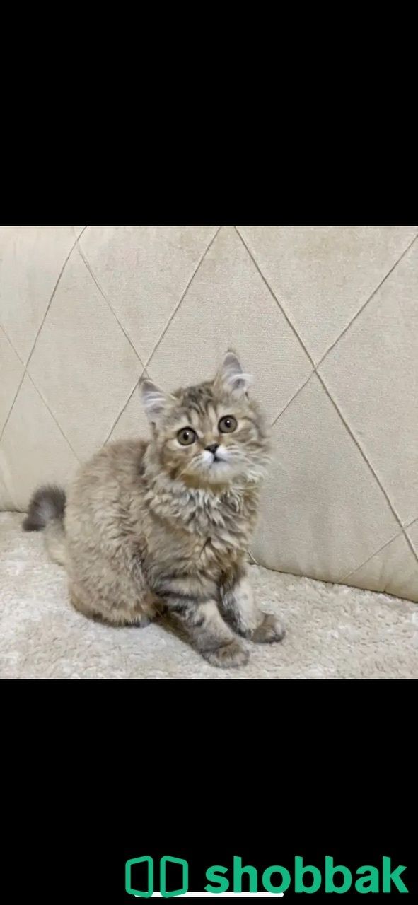 قطه انثى عمرها 3 شهور للبيع 550 Shobbak Saudi Arabia