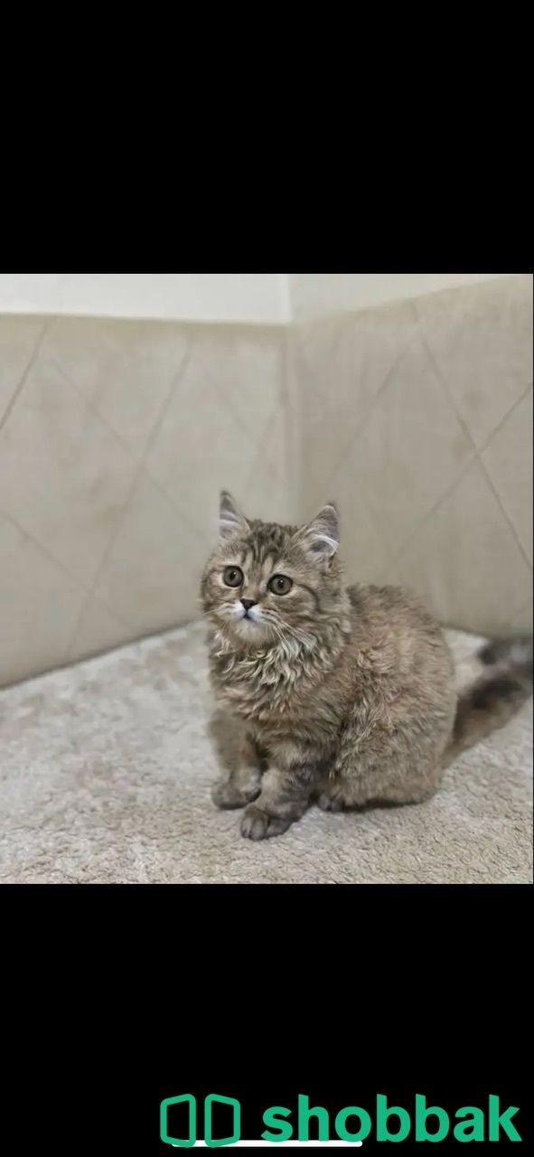 قطه انثى عمرها 3 شهور للبيع 550 Shobbak Saudi Arabia