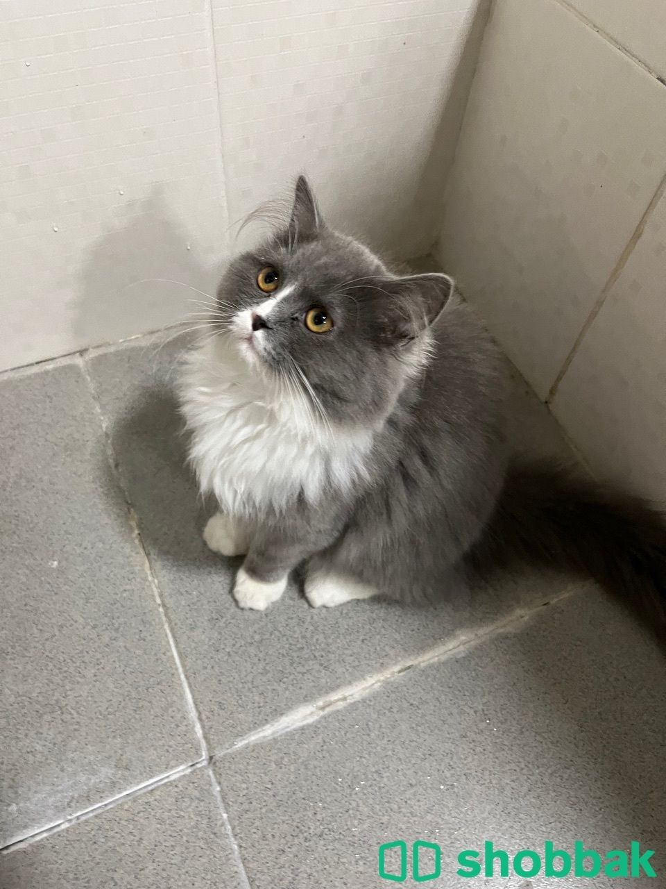 قطه جميله وذكيه للبيع  شباك البحرين