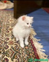 قطه سكوتش التبني Shobbak Saudi Arabia