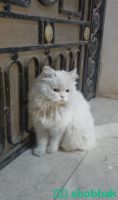 قطه شيرازيه للتبني بالرياض شباك السعودية