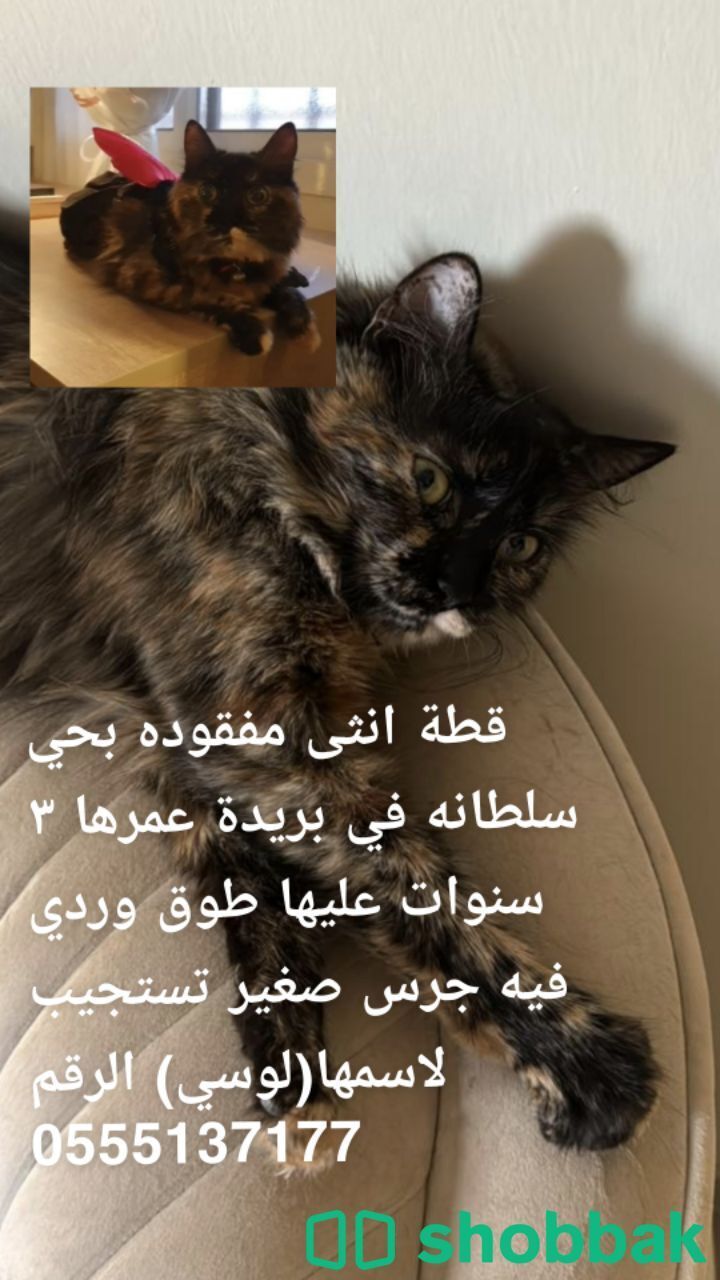 قطه مفقودة شباك السعودية