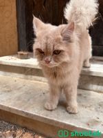 قطه مفقوده Shobbak Saudi Arabia