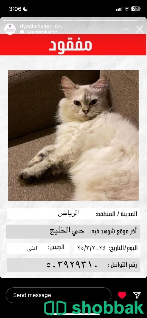 قطه مفقوده حي الخليج الرياض شباك السعودية