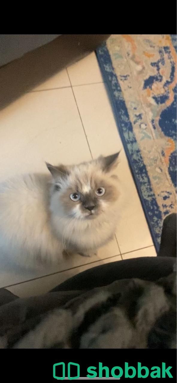 قطه همالايا مفقوده حي الربوه شباك السعودية