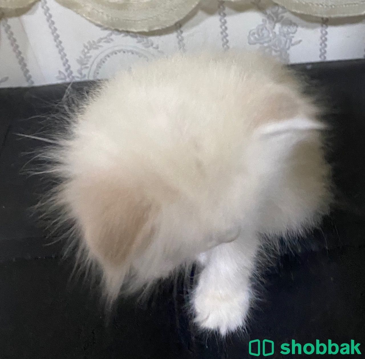 قطه هملايا انثى صغيره Shobbak Saudi Arabia