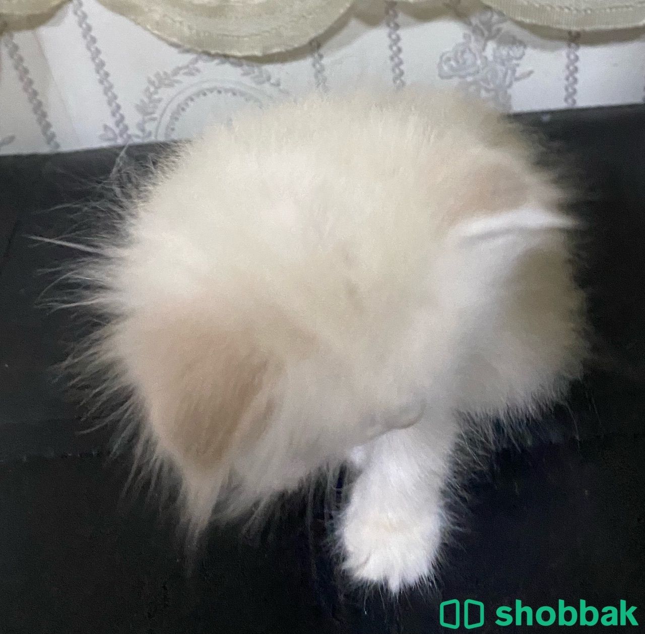 قطه هملايا صغيره للبيع Shobbak Saudi Arabia