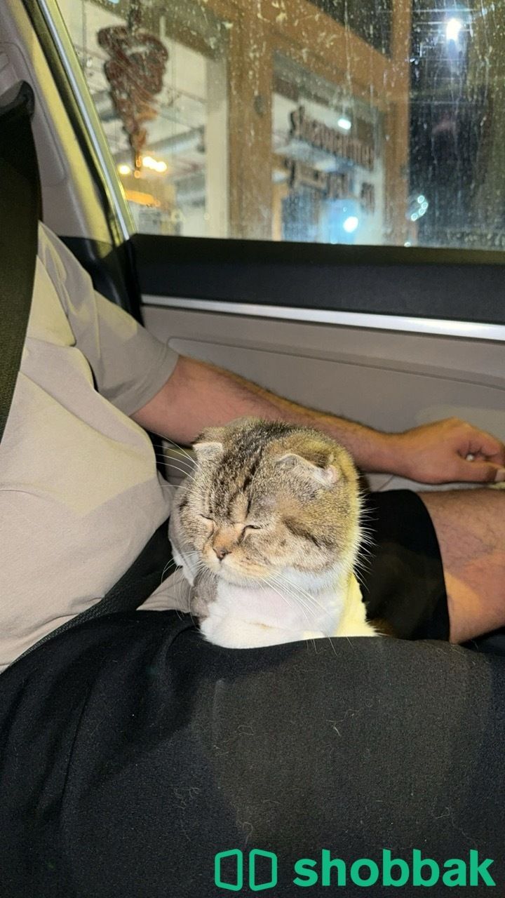 قطوتي مفقوده بحي المهديه  شباك السعودية