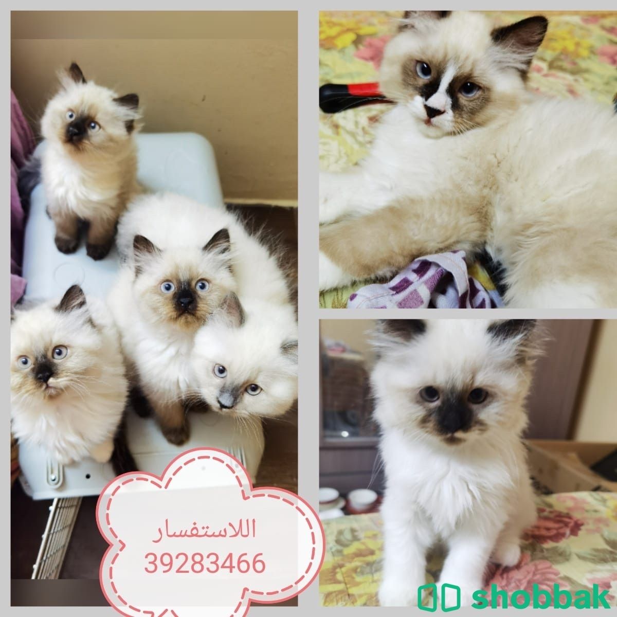 كتن ب  الاستفسار 39283466 Shobbak Bahrain