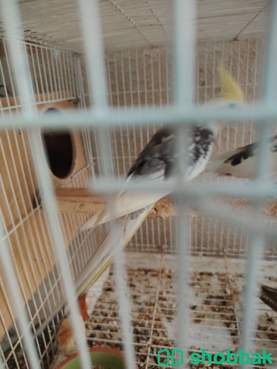 كرونات ازواج منتحه Shobbak Saudi Arabia