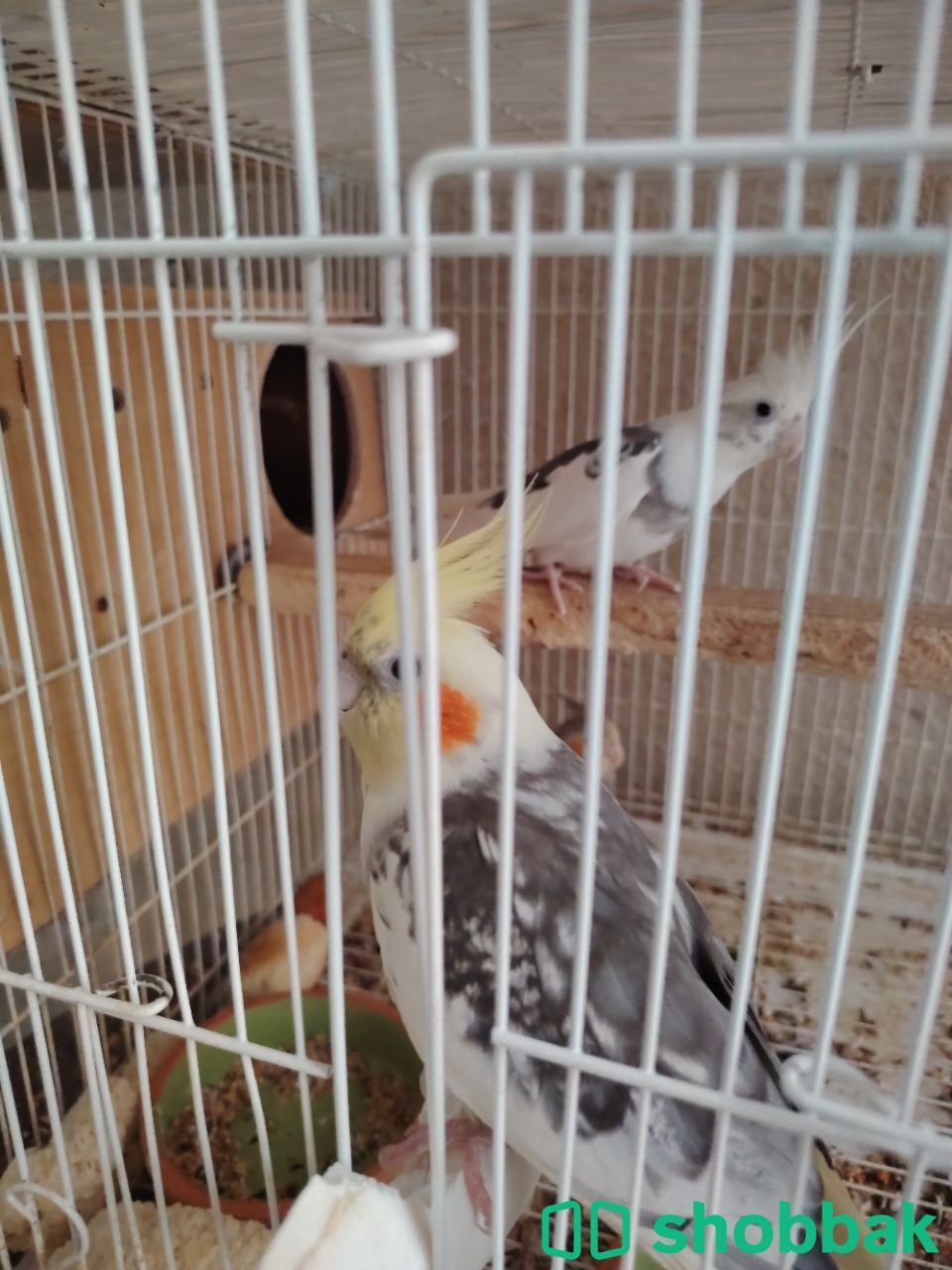 كرونات ازواج منتحه Shobbak Saudi Arabia