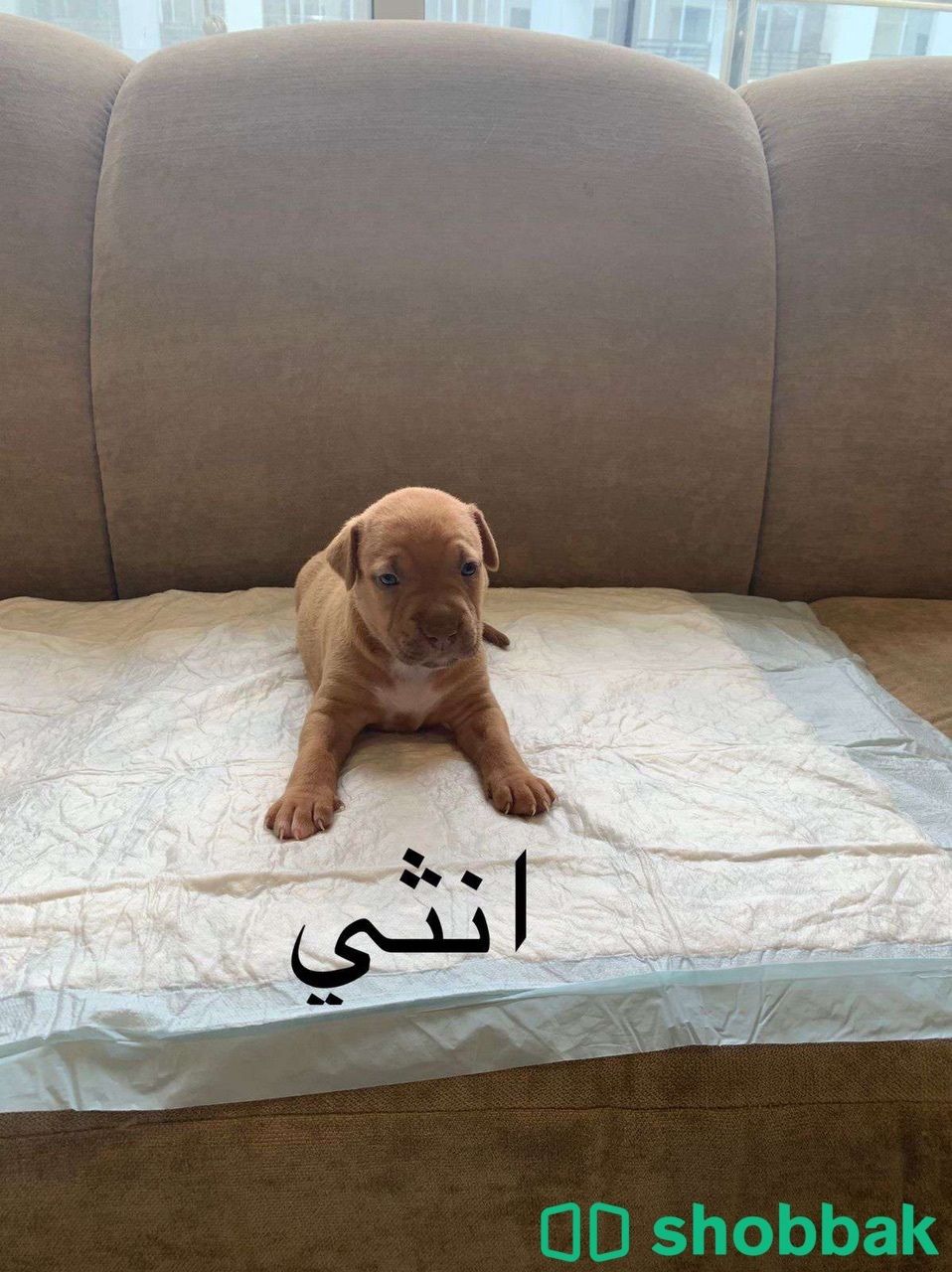 كلاب بيتبول للبيع Shobbak Saudi Arabia