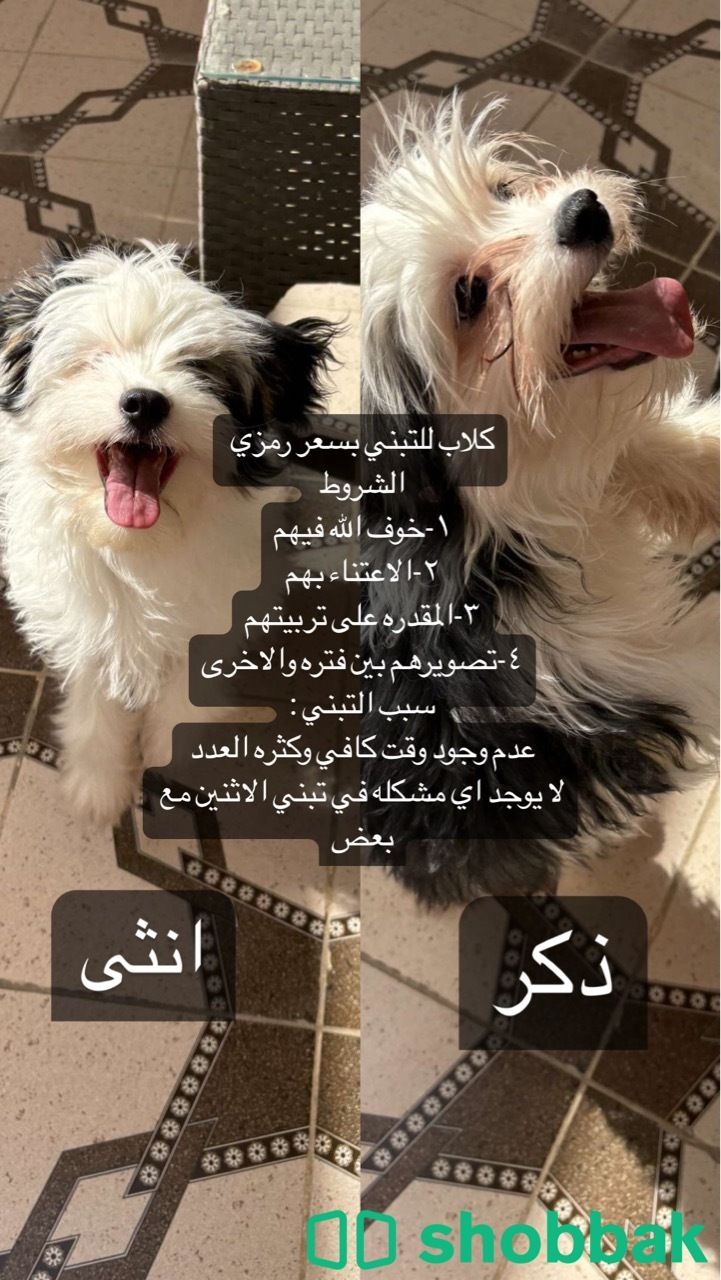 كلاب للتبني شباك السعودية