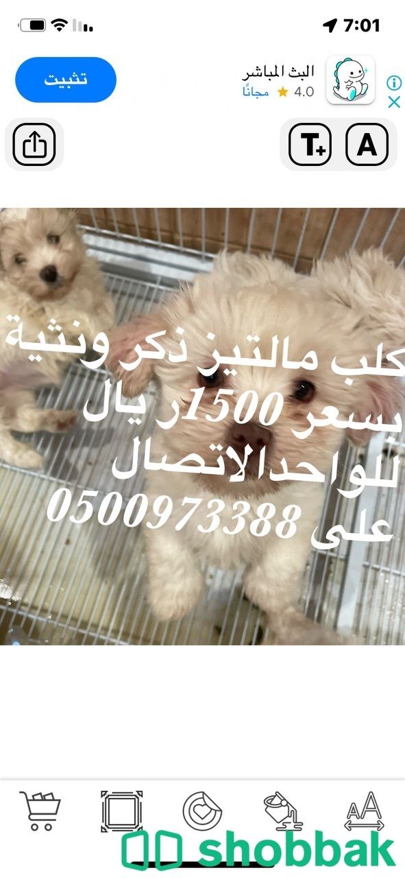كلاب مالتيز Shobbak Saudi Arabia