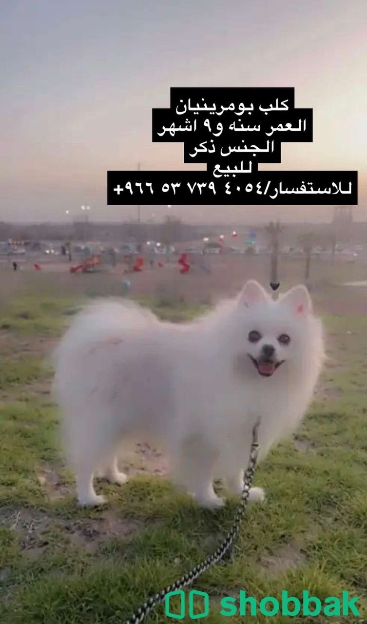 كلب بومرينيان Shobbak Saudi Arabia