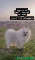 كلب بومرينيان شباك السعودية