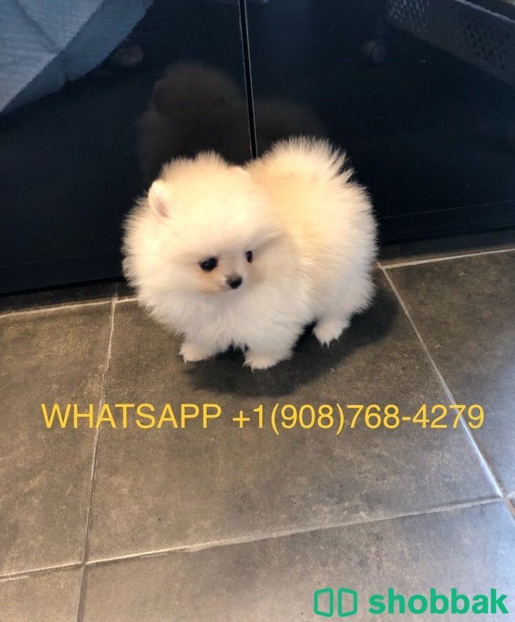 كلب بومرينيان لطيف للبيع شباك الكويت