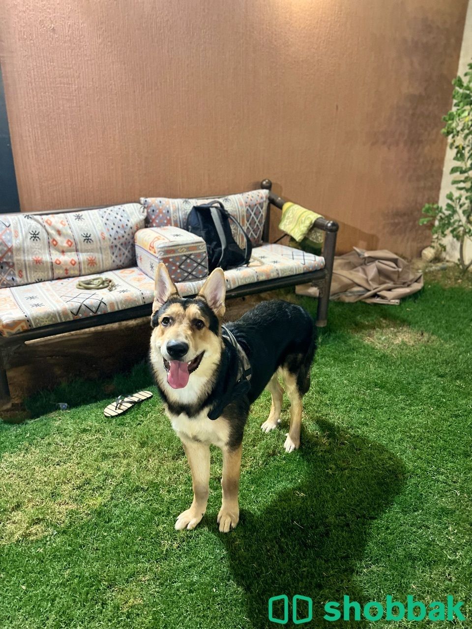 كلب جيرمن مفقود في حي النور  شباك السعودية