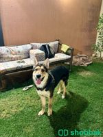 كلب جيرمن مفقود في حي النور  Shobbak Saudi Arabia