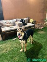 كلب جيرمن مفقود في حي النور  شباك السعودية