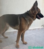 كلب جيرمني Shobbak Saudi Arabia
