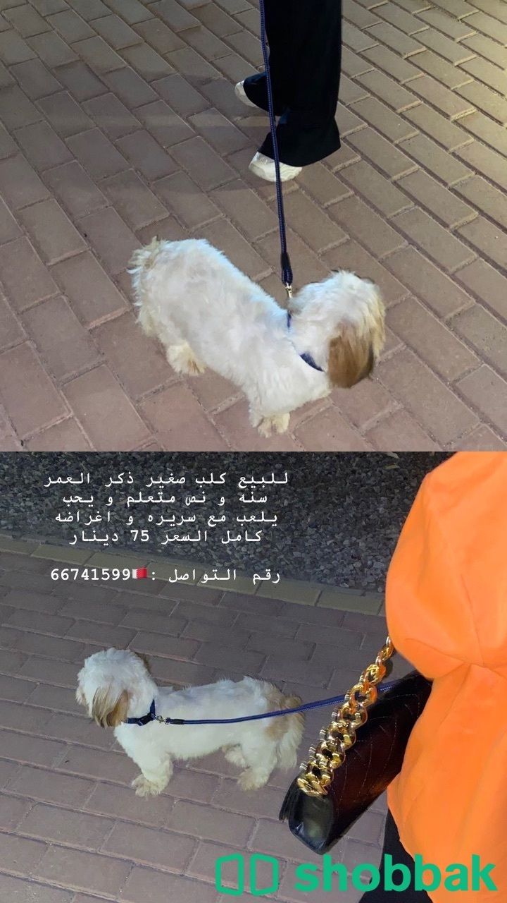 كلب شتزو  Shobbak Bahrain