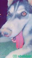 كلب كلبه هاسكي للبيع 6 اشهر عيون ازرق صحتها ممتاااازه Shobbak Saudi Arabia