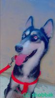 كلب كلبه هاسكي للبيع 6 اشهر عيون ازرق صحتها ممتاااازه Shobbak Saudi Arabia